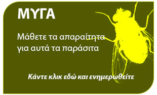 Μάθετε τα πάντα για την μύγα 